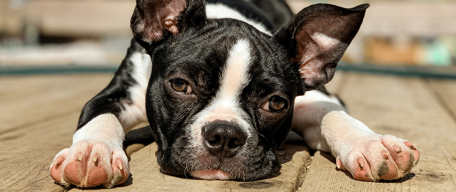 como afecta el sol a los perros