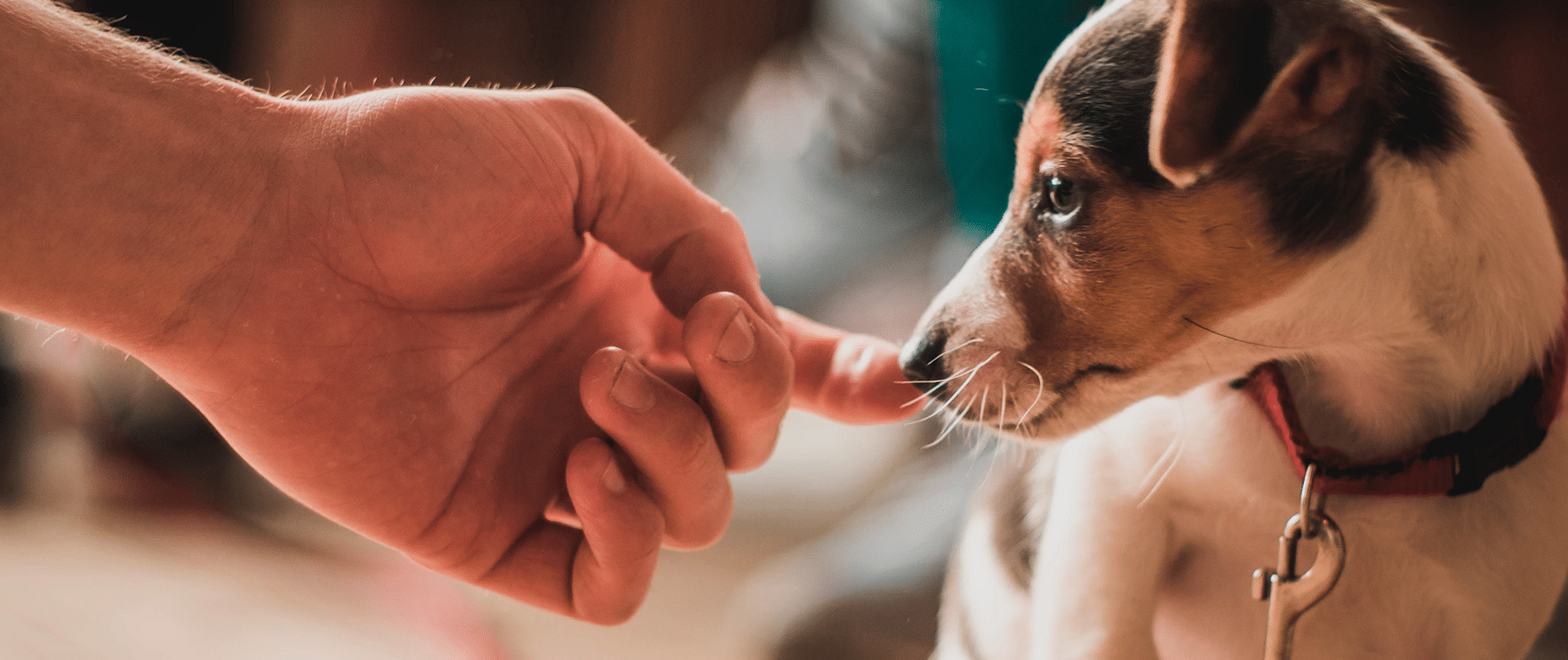 a que edad se puede socializar un cachorro