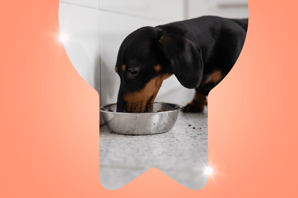 Perro feliz y saludable disfrutando de croquetas con salmón para fortalecer su pelaje y mejorar su digestión