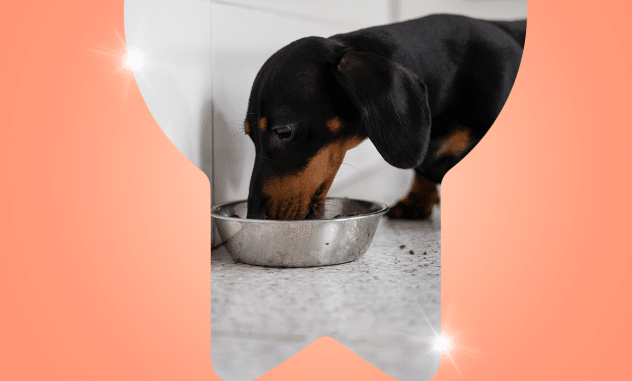 Perro feliz y saludable disfrutando de croquetas con salmón para fortalecer su pelaje y mejorar su digestión