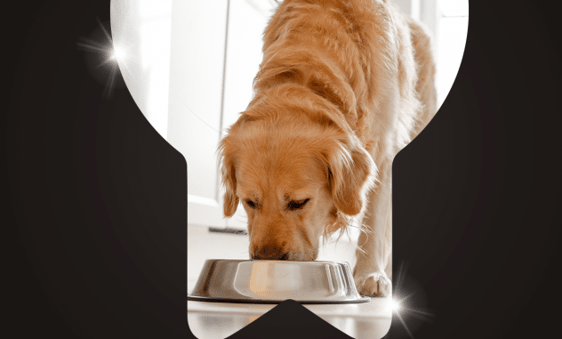 beneficios del alimento húmedo para tu perro